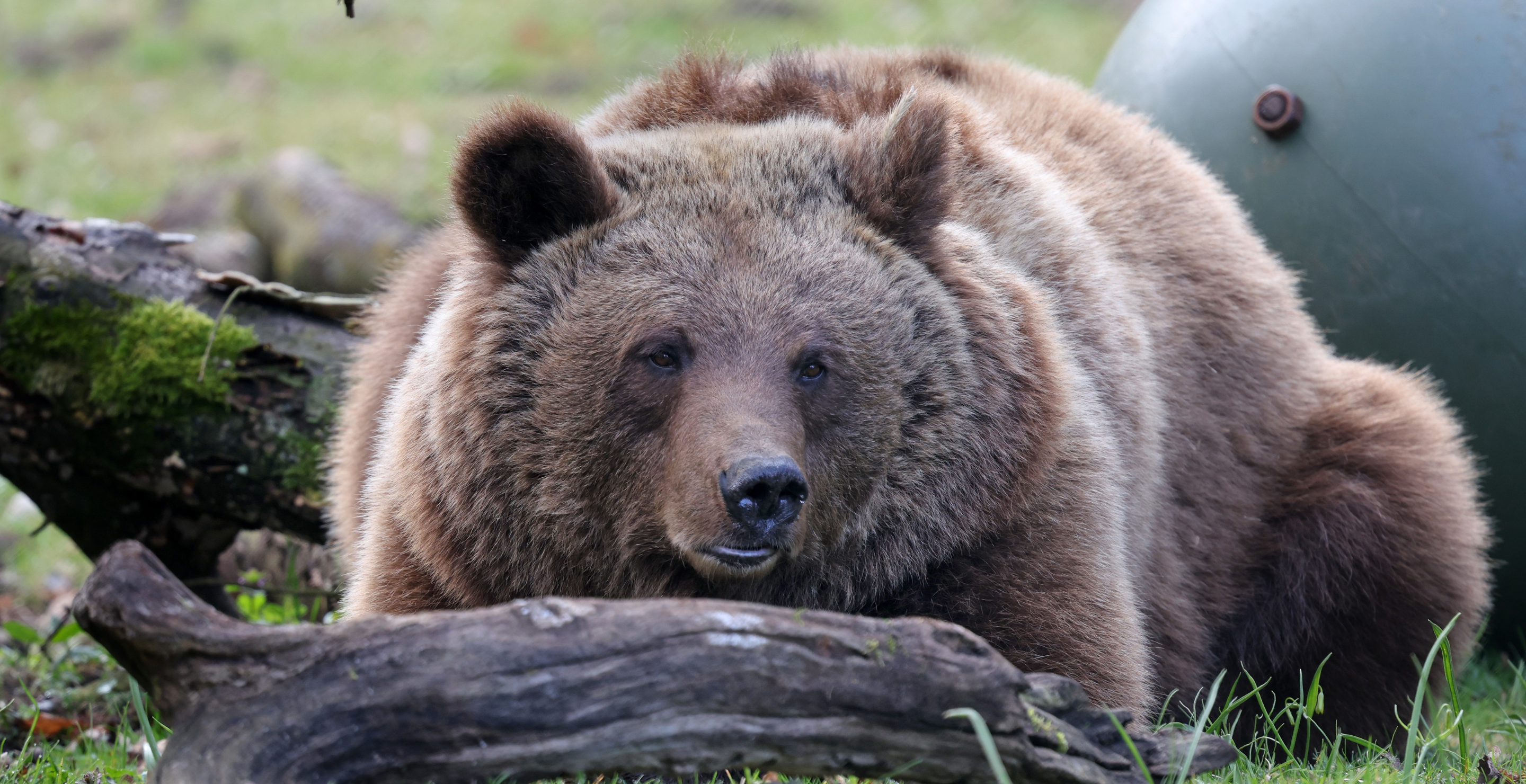 Bear