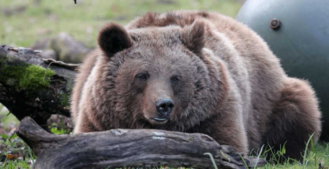 Bear