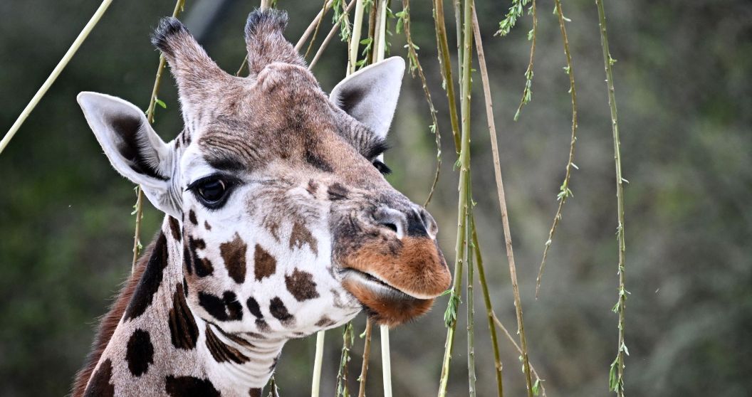 Gracie the Giraffe
