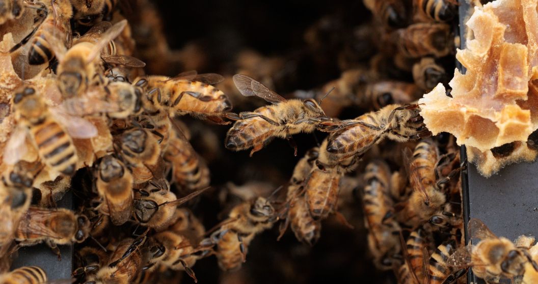Bees