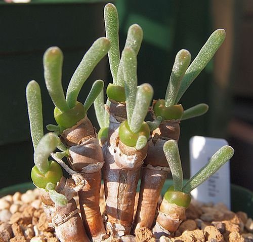 bunny-succulents