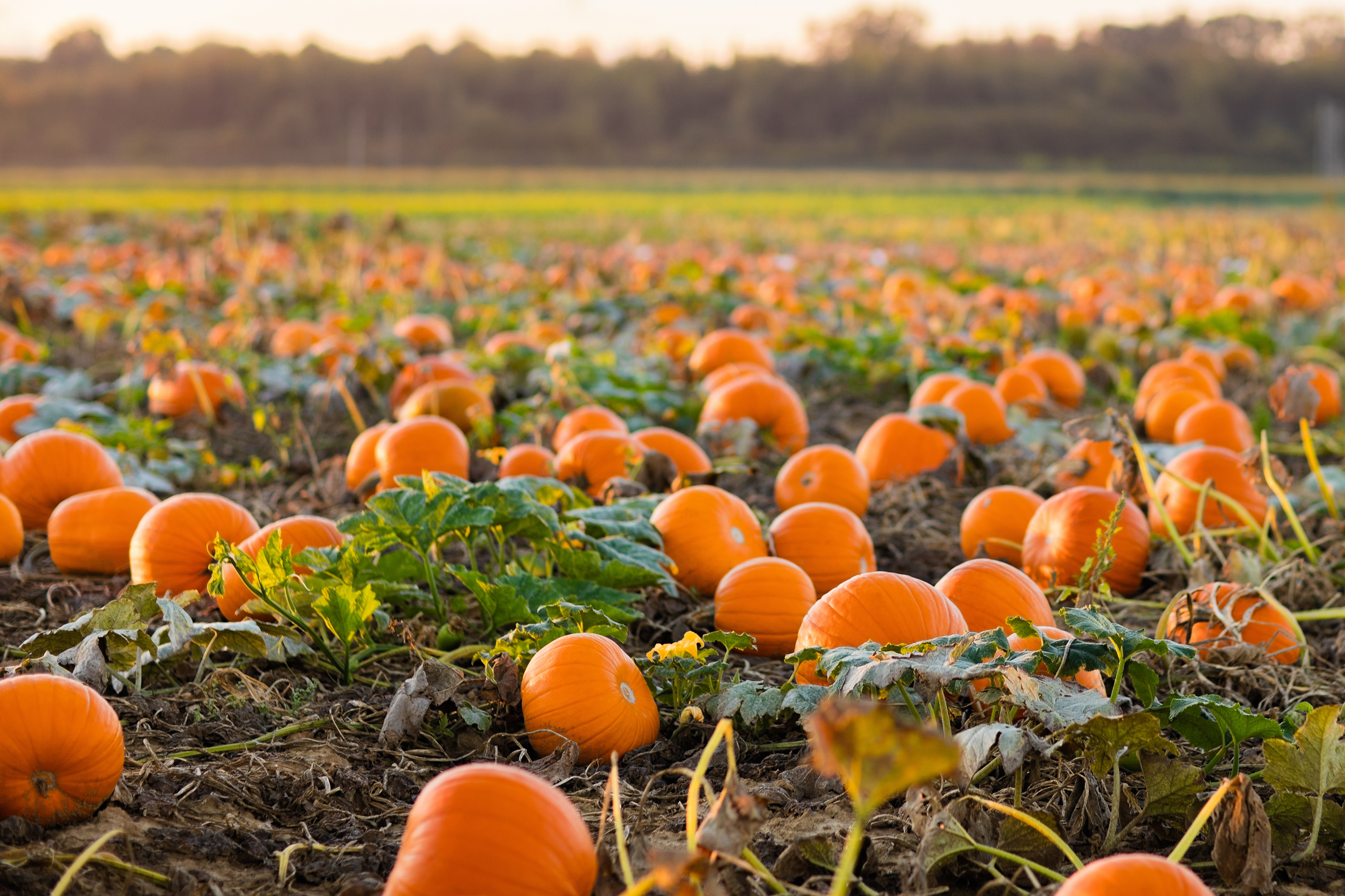 produce-in-season