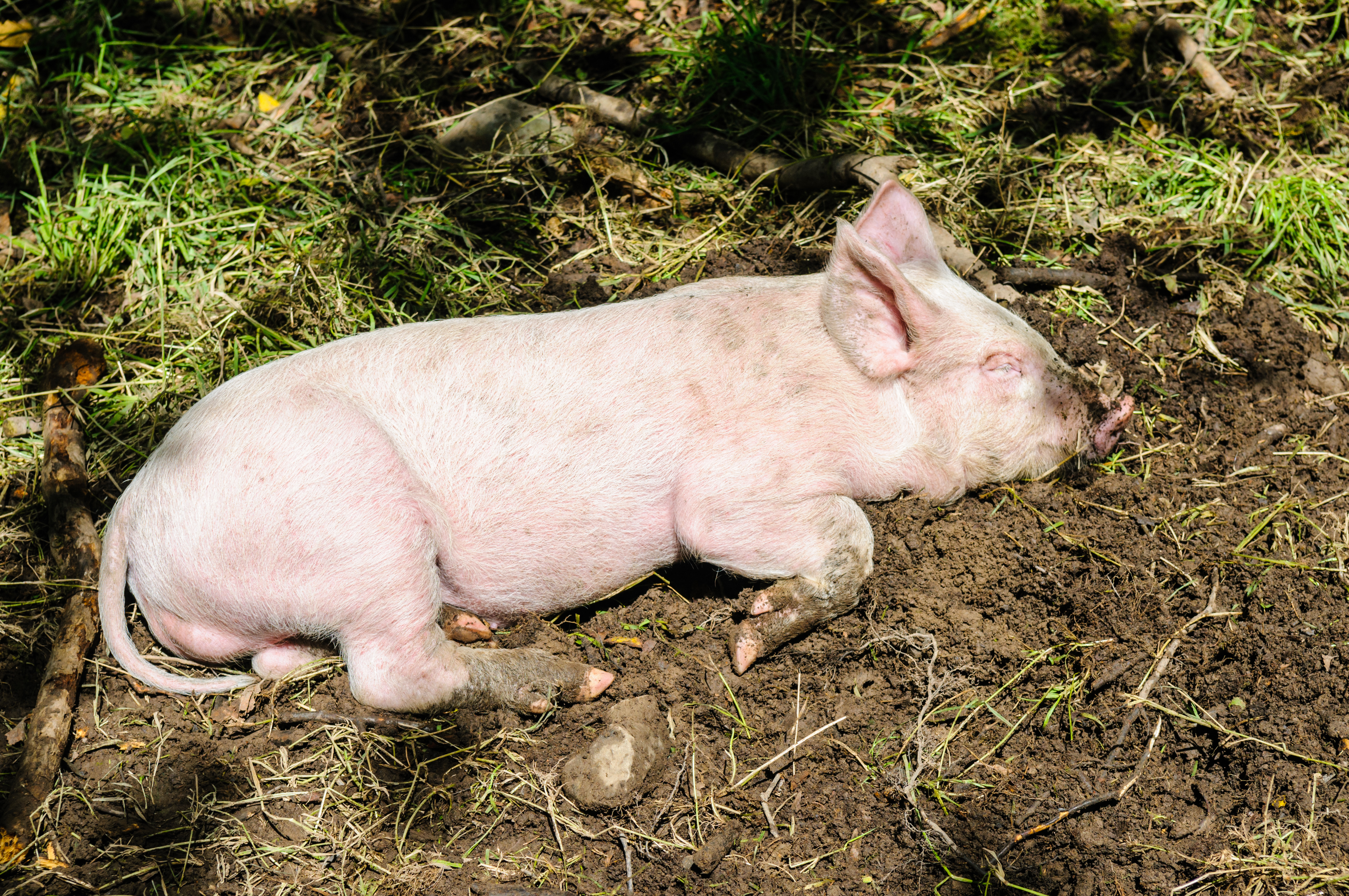 suntanned-pigs