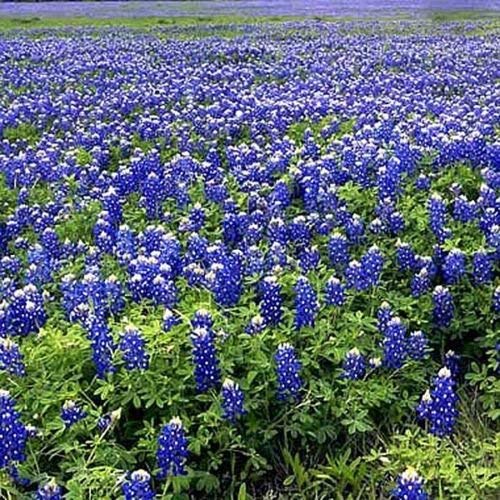 Texas Bluebonnets Seeds - Texas State Flower - 500 Seeds