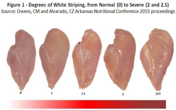 Chicken-Stripes