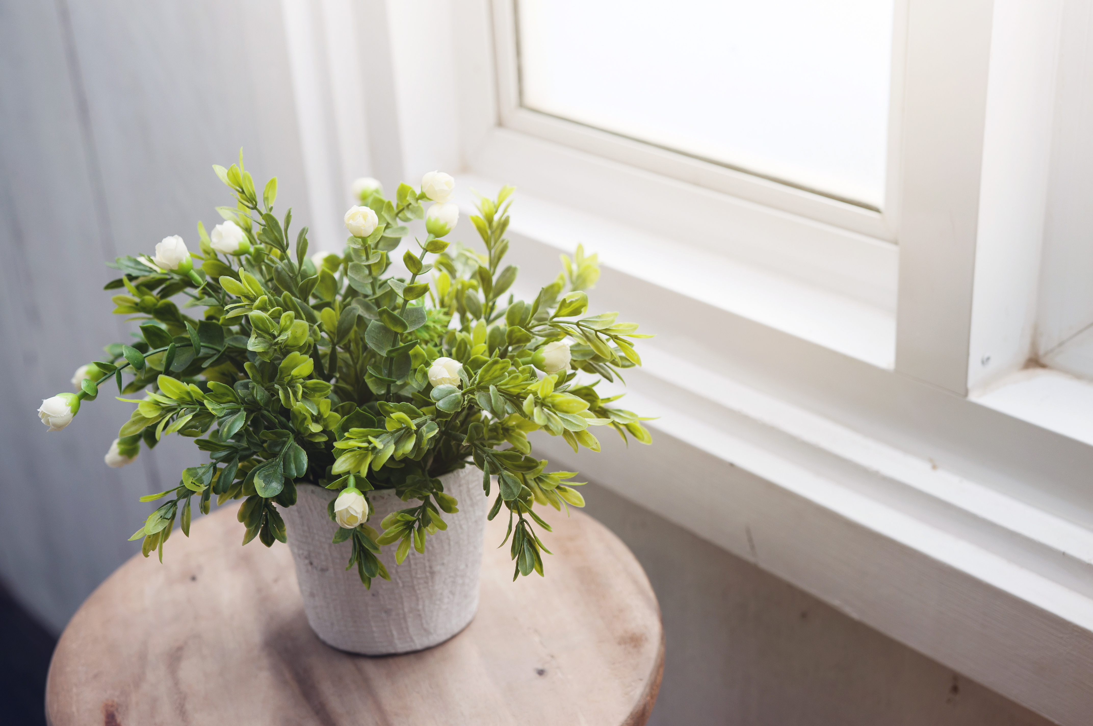 best-houseplants-sleep