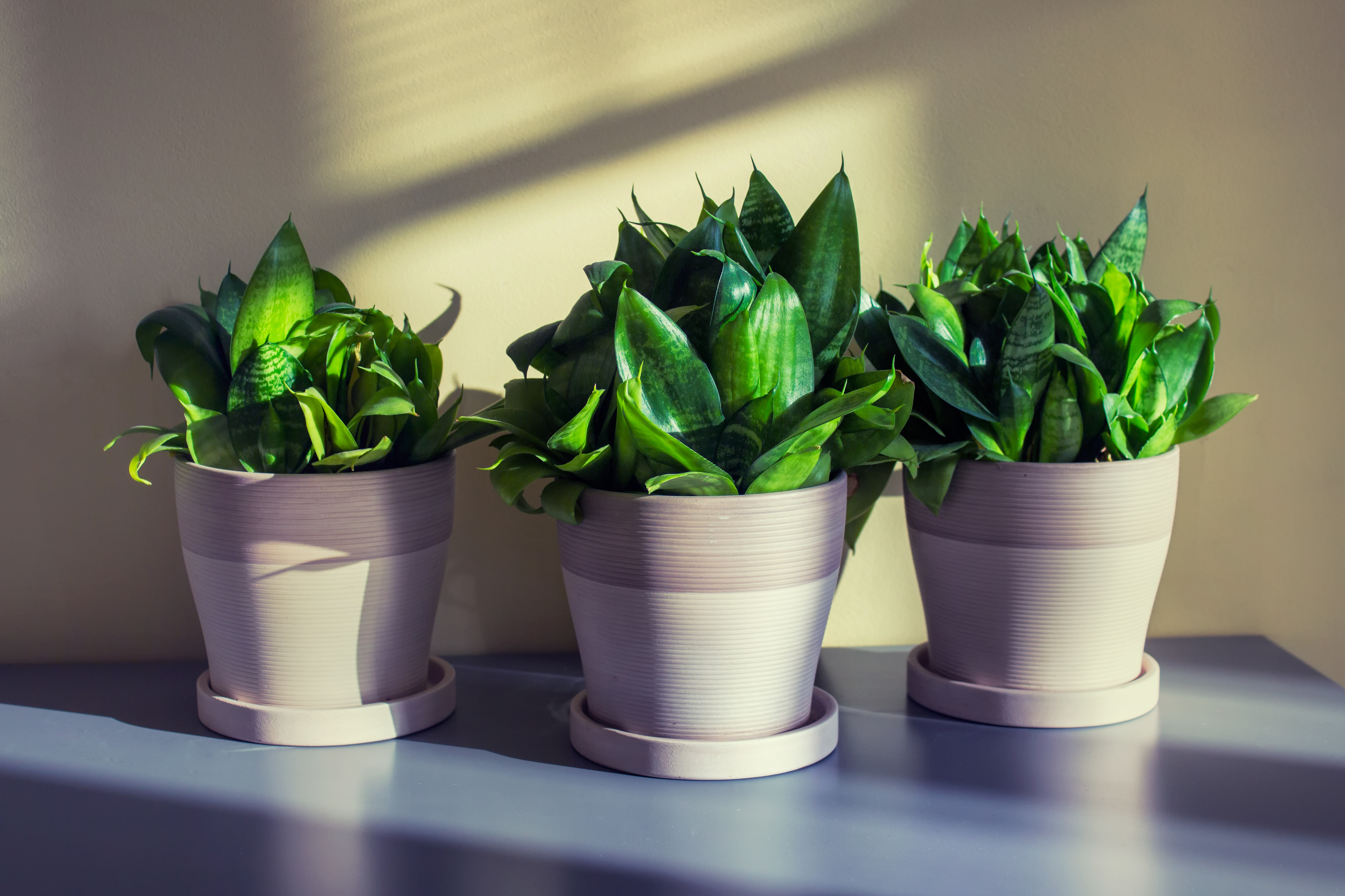 best-houseplants-sleep