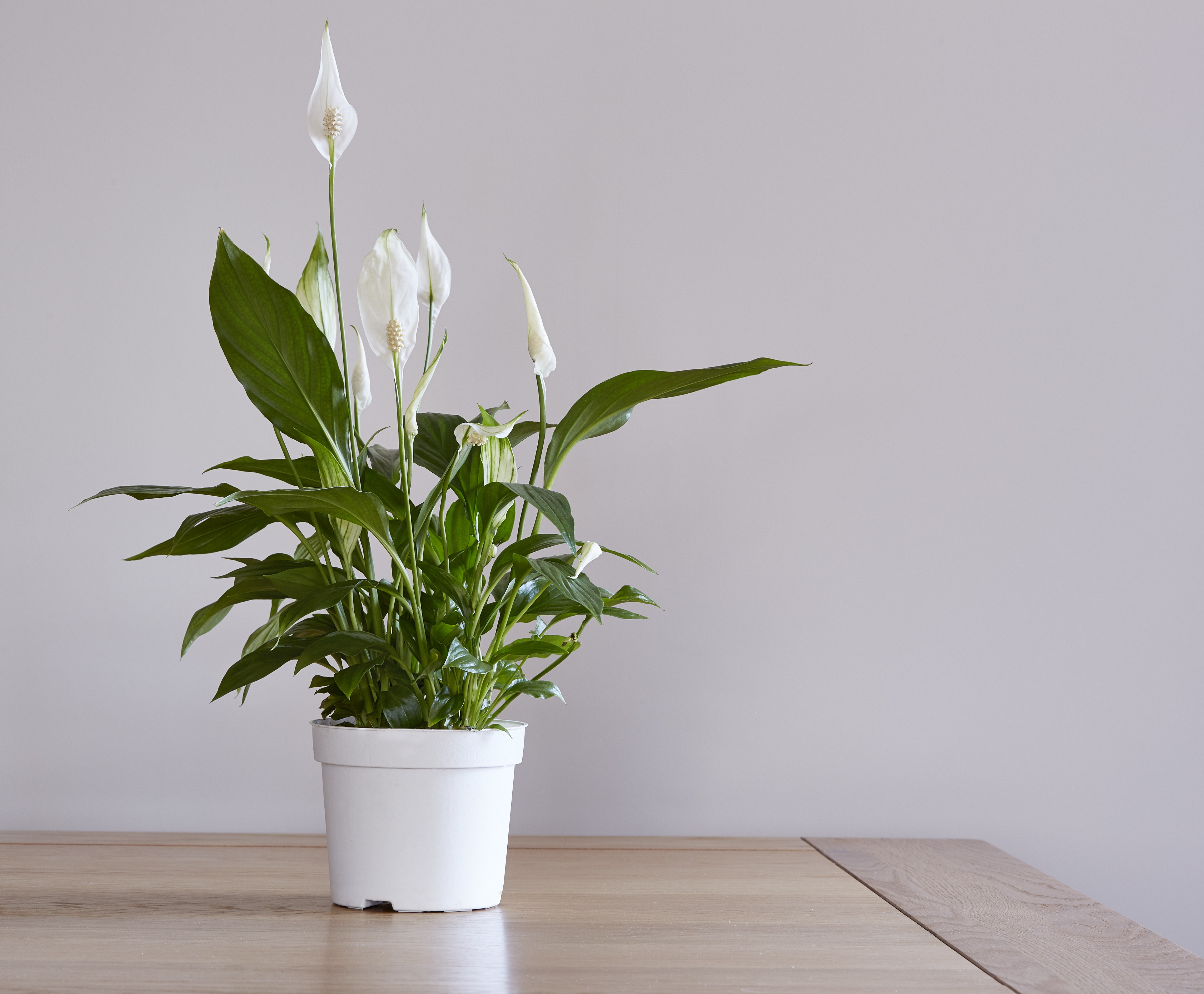 best-houseplants-sleep