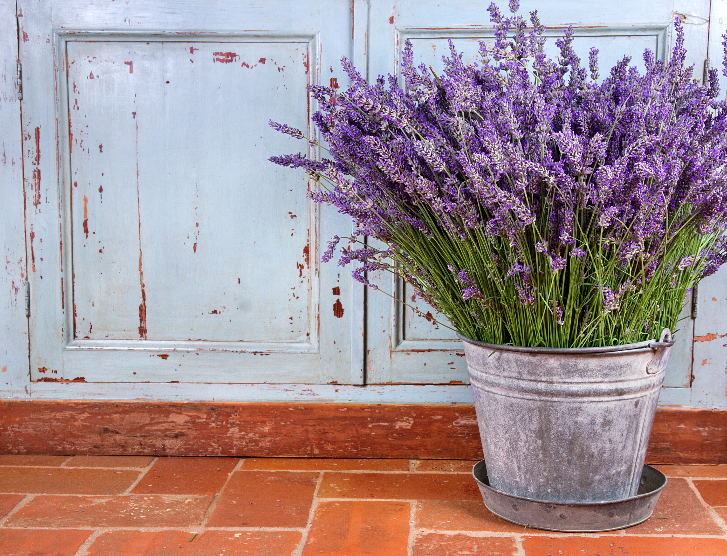 best-houseplants-sleep