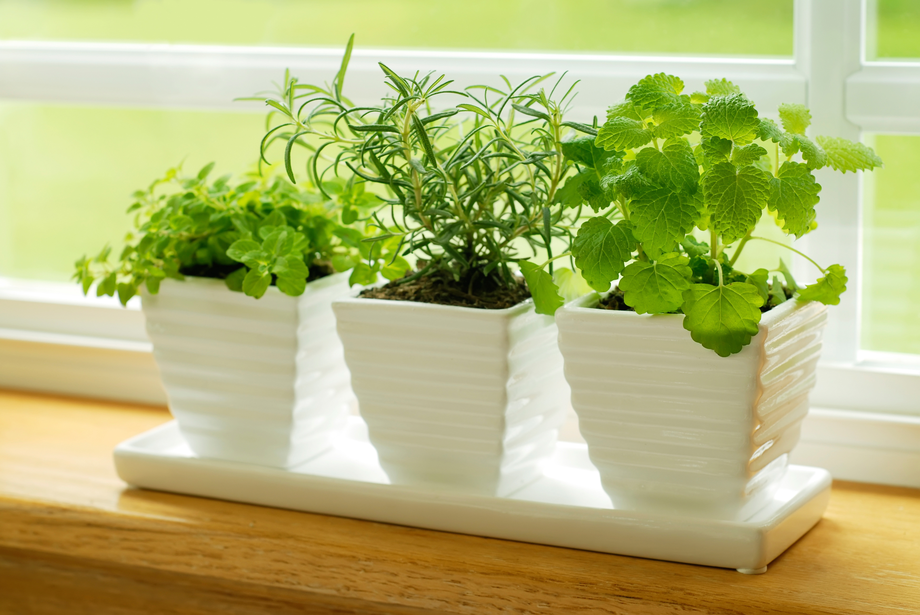 best-houseplants-sleep