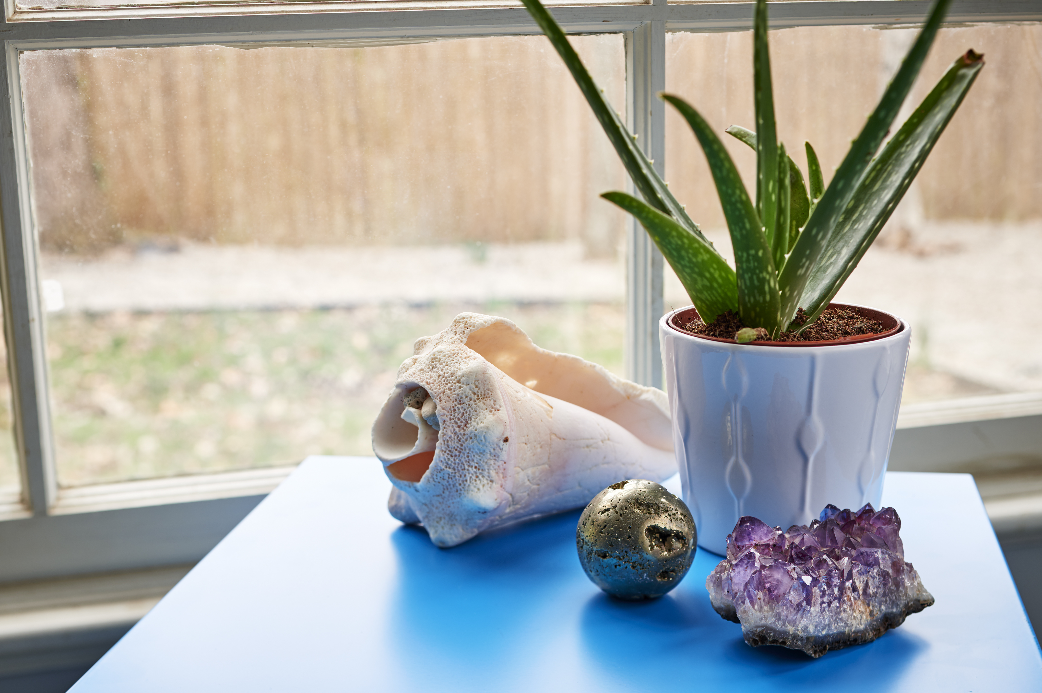 best-houseplants-sleep