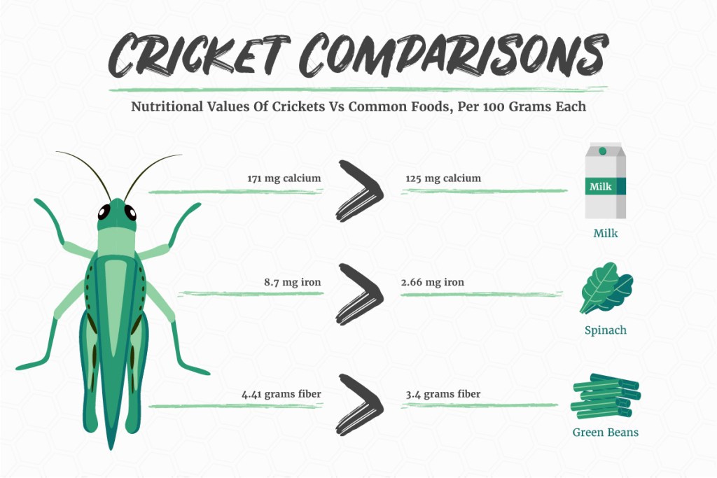 edible bugs
