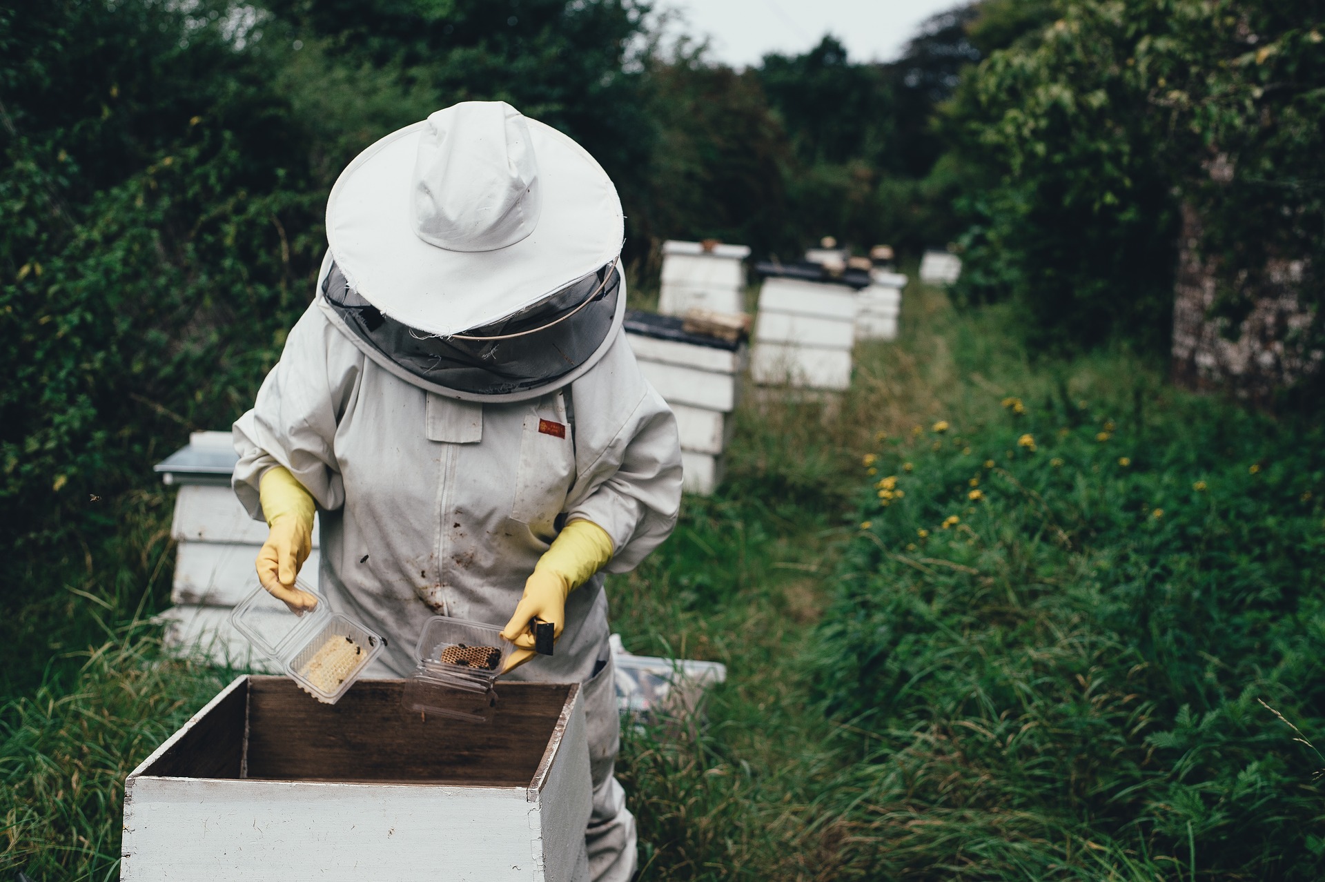 honey laundering