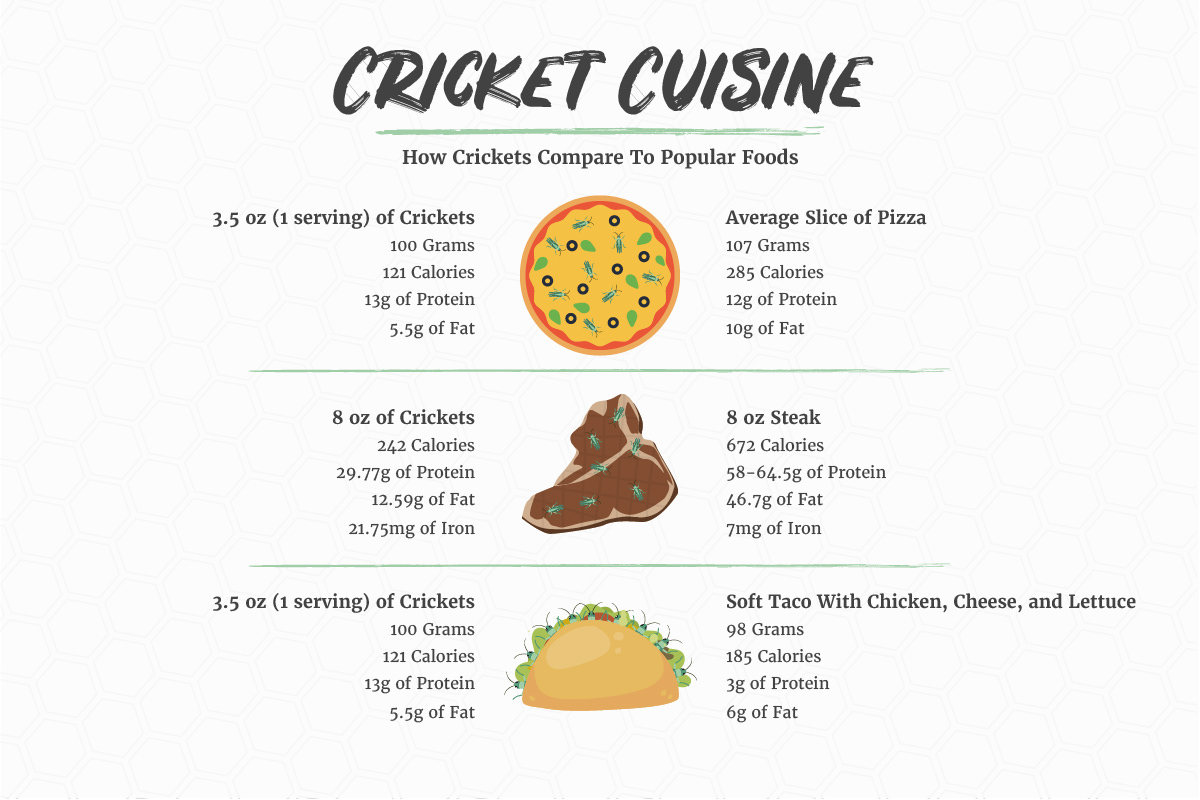 edible bugs