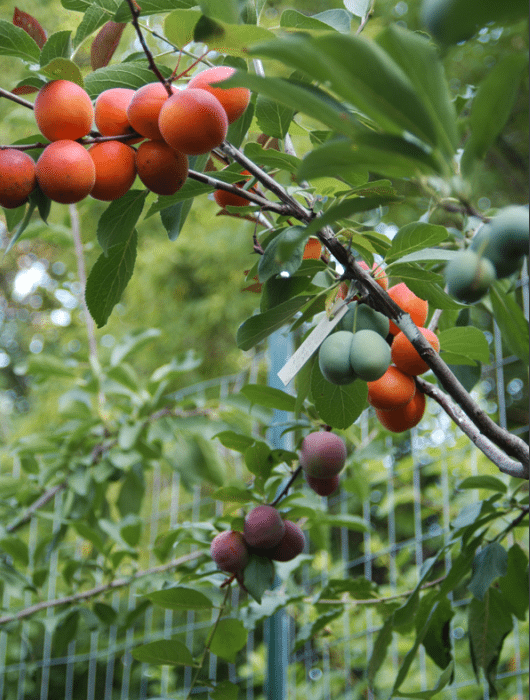 Tree of 40 Fruit