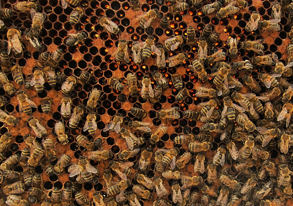 bees and pesticides