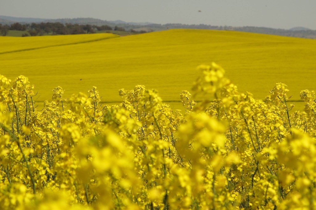 bees and pesticides