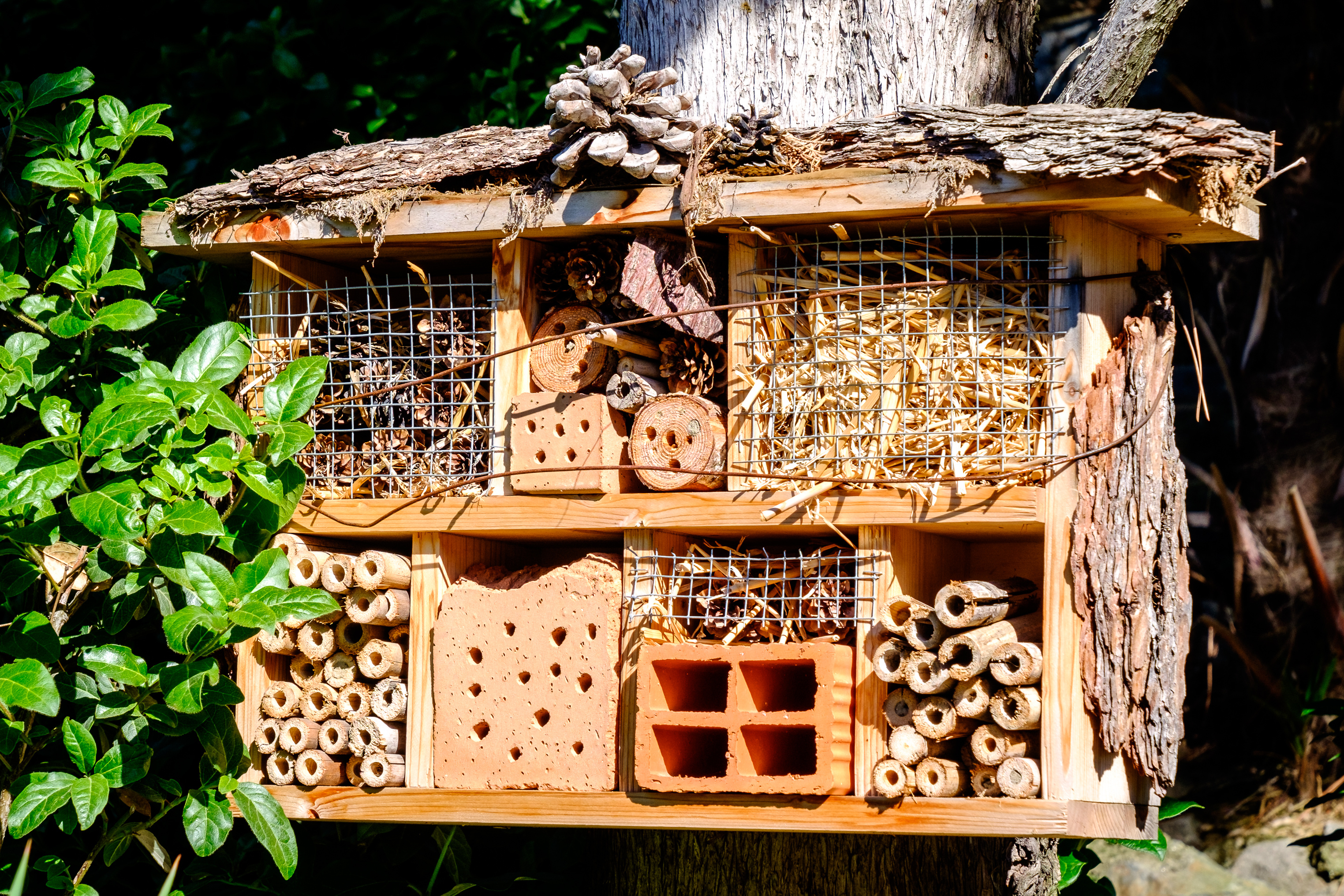 bee-growth-home-tips
