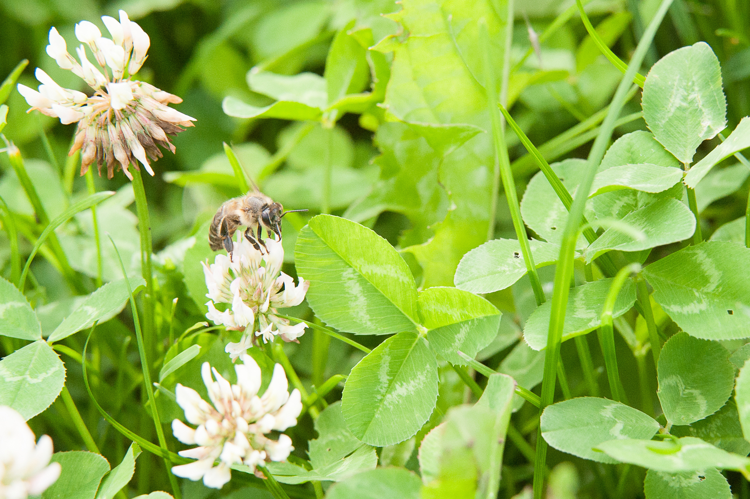 bee-growth-home-tips