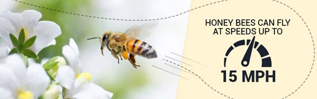 Bees-fly-15mph