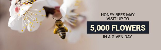 bees-visit-flowers