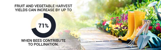 veg-harvest