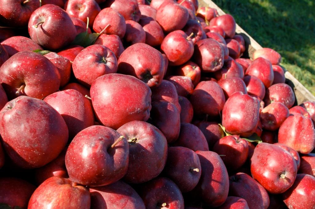 most popular apple