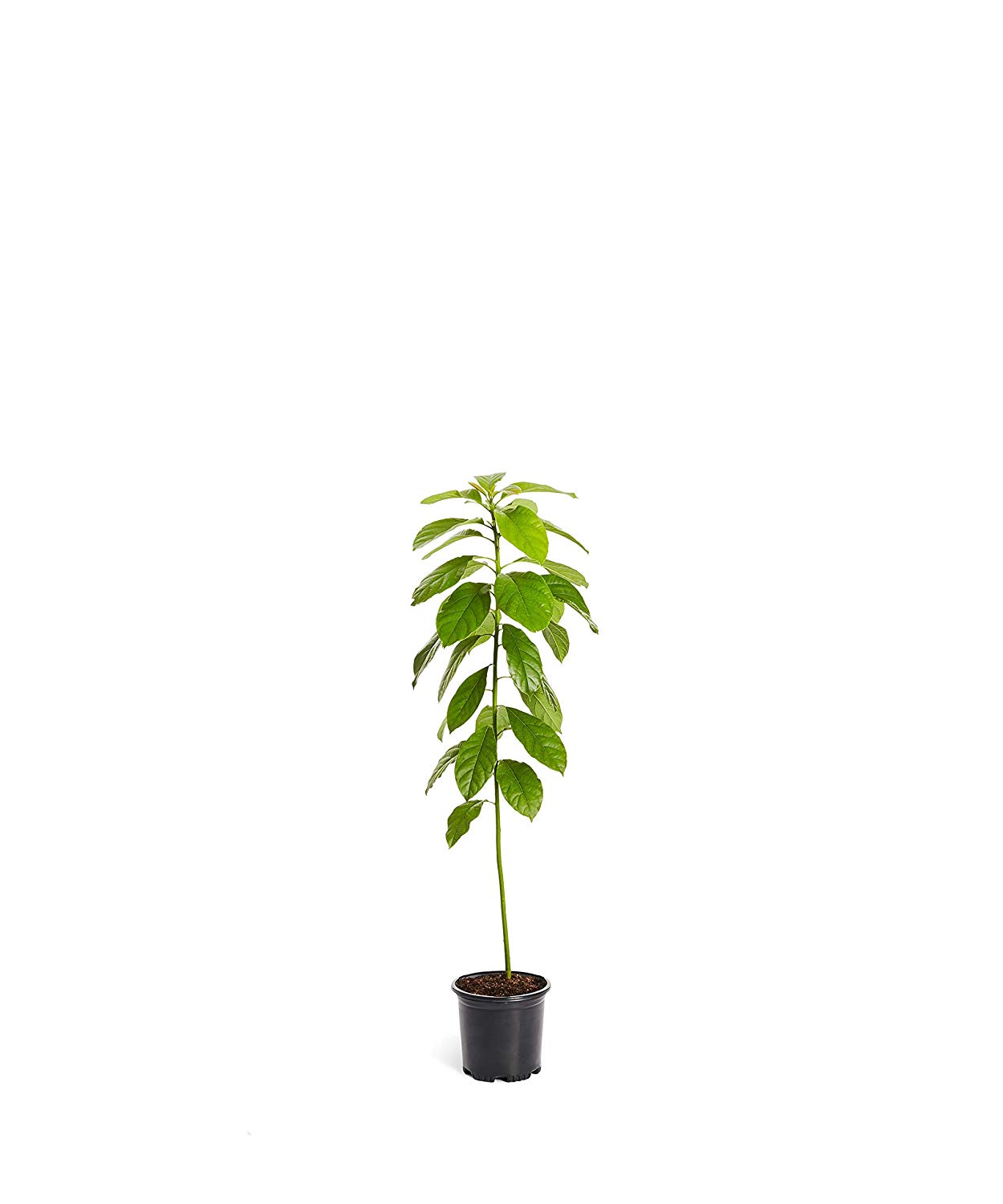 Avocado Tree