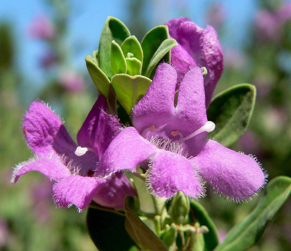 green leaf texas sage