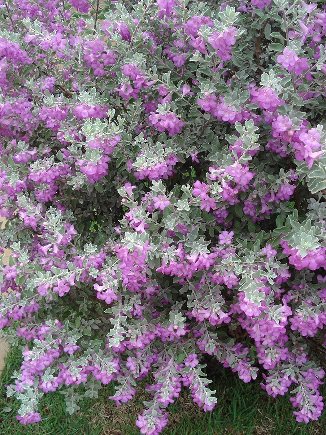 silverleaf seeds