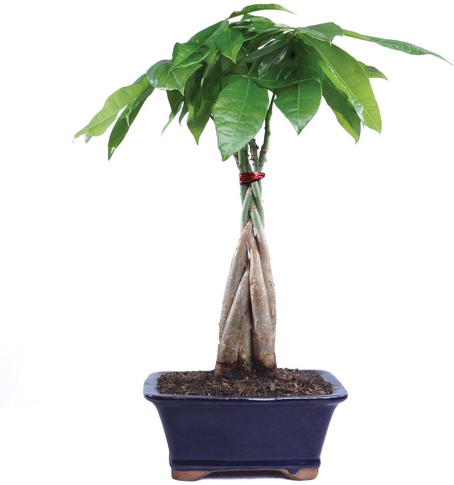 Brussel's Live Money Tree Indoor Bonsa