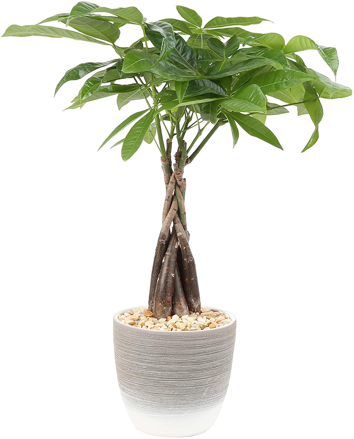 Costa Farms Money Tree, Pachira,