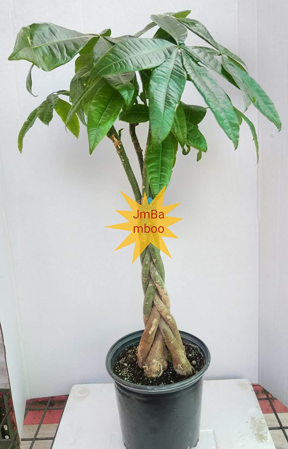 Money Tree Pachira 27''