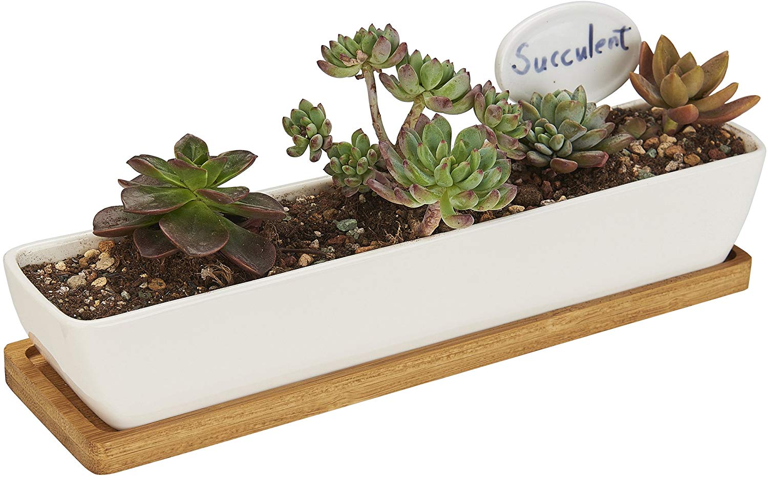 Rectangle White Ceramic Small Succulent
