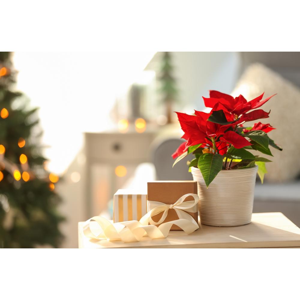 1 pt. Fresh Red Poinsettia with Red Pot Cover (Live)