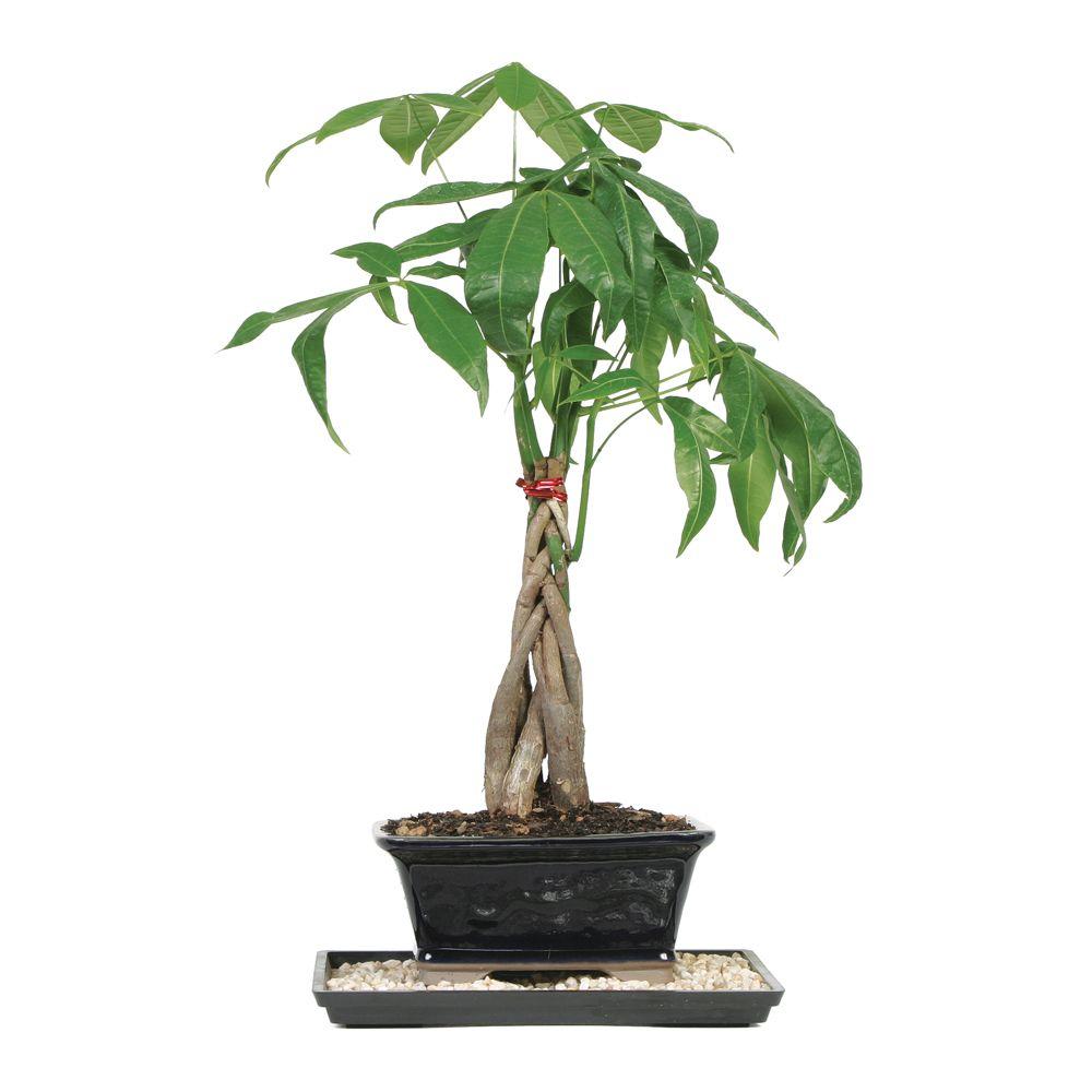 Braided Money Tree