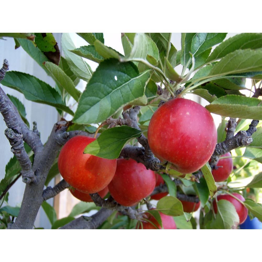 Dwarf Fuji Apple Tree Bare Root