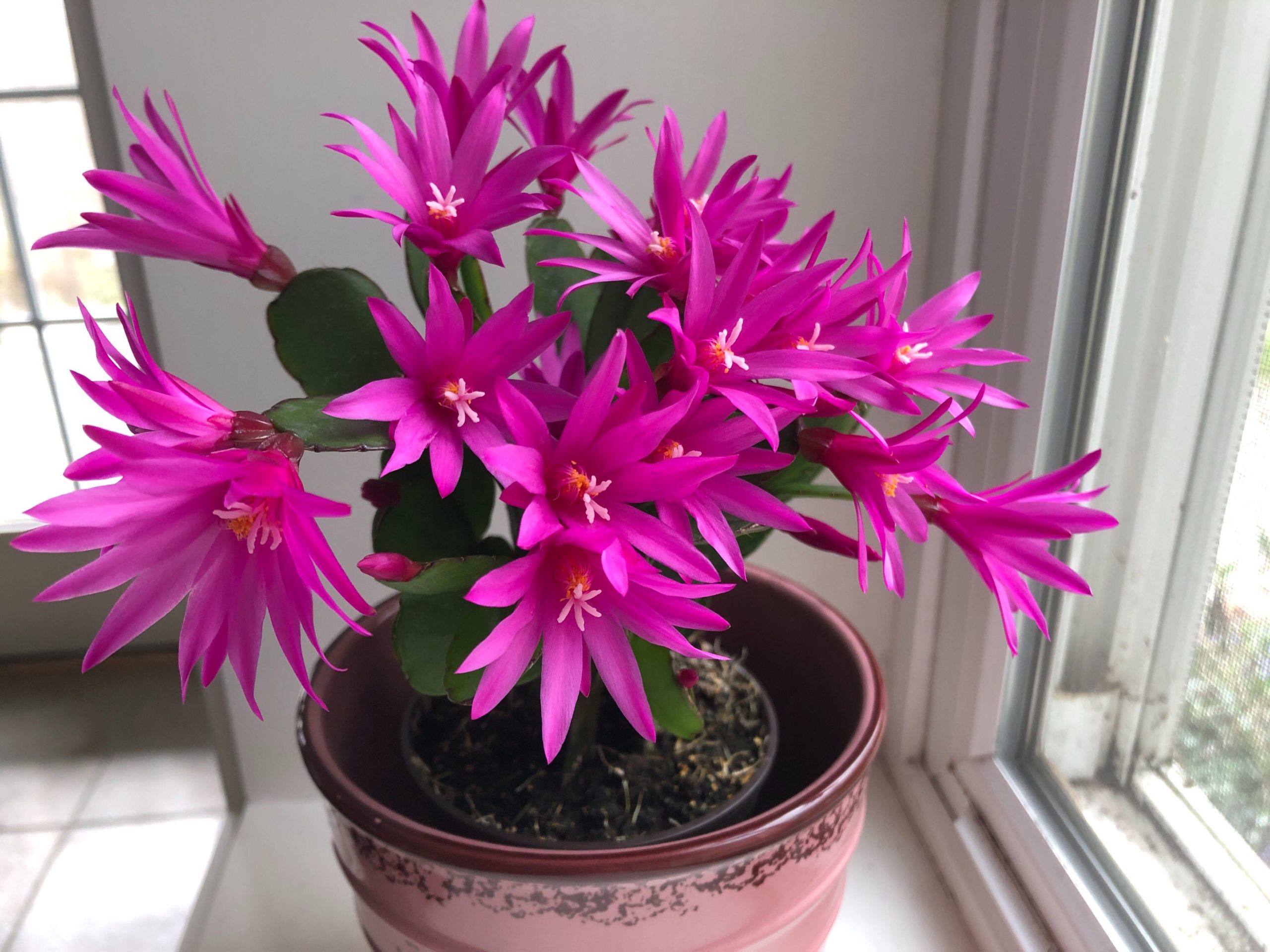 Easter cactus