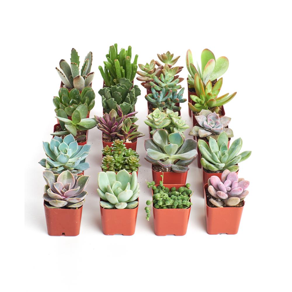 succulents