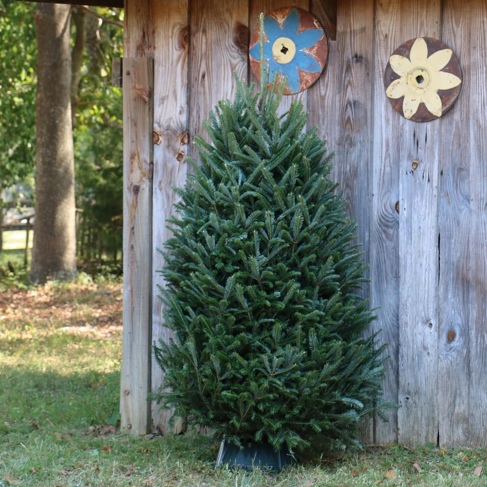 6 ft. to 6.5 ft. Freshly Cut Fraser Fir Real Christmas Tree (Live)