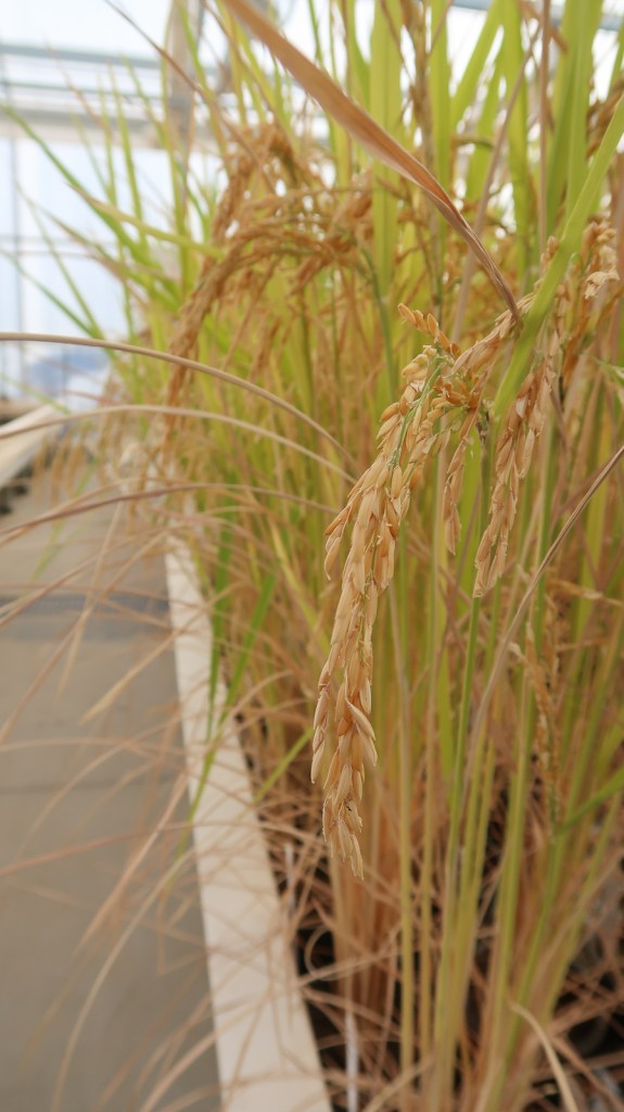 growing rice