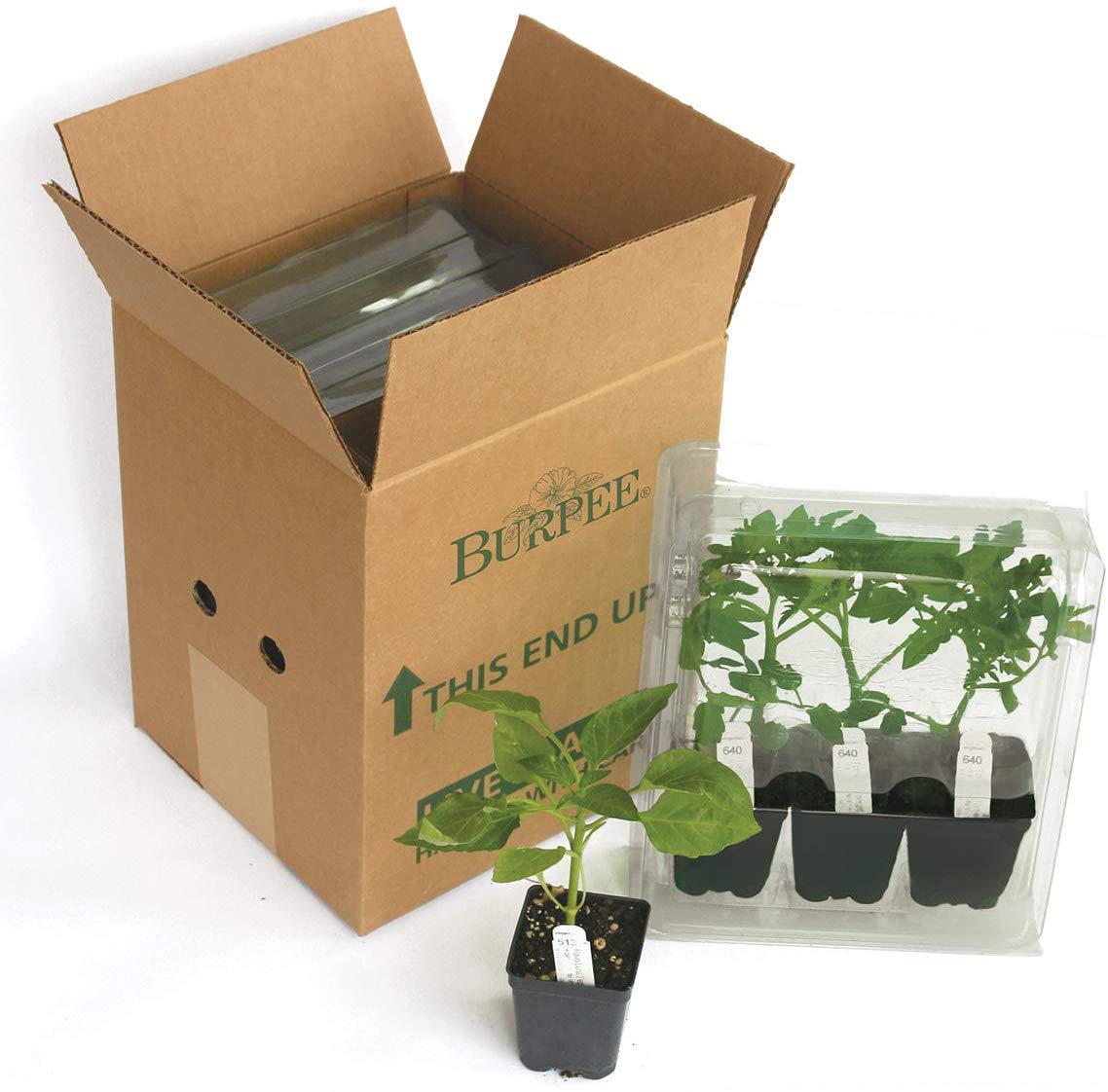 Burpee Atlas' Hybrid Beefsteak Tomato, 3 Live Plants | 2 1/2" Pot