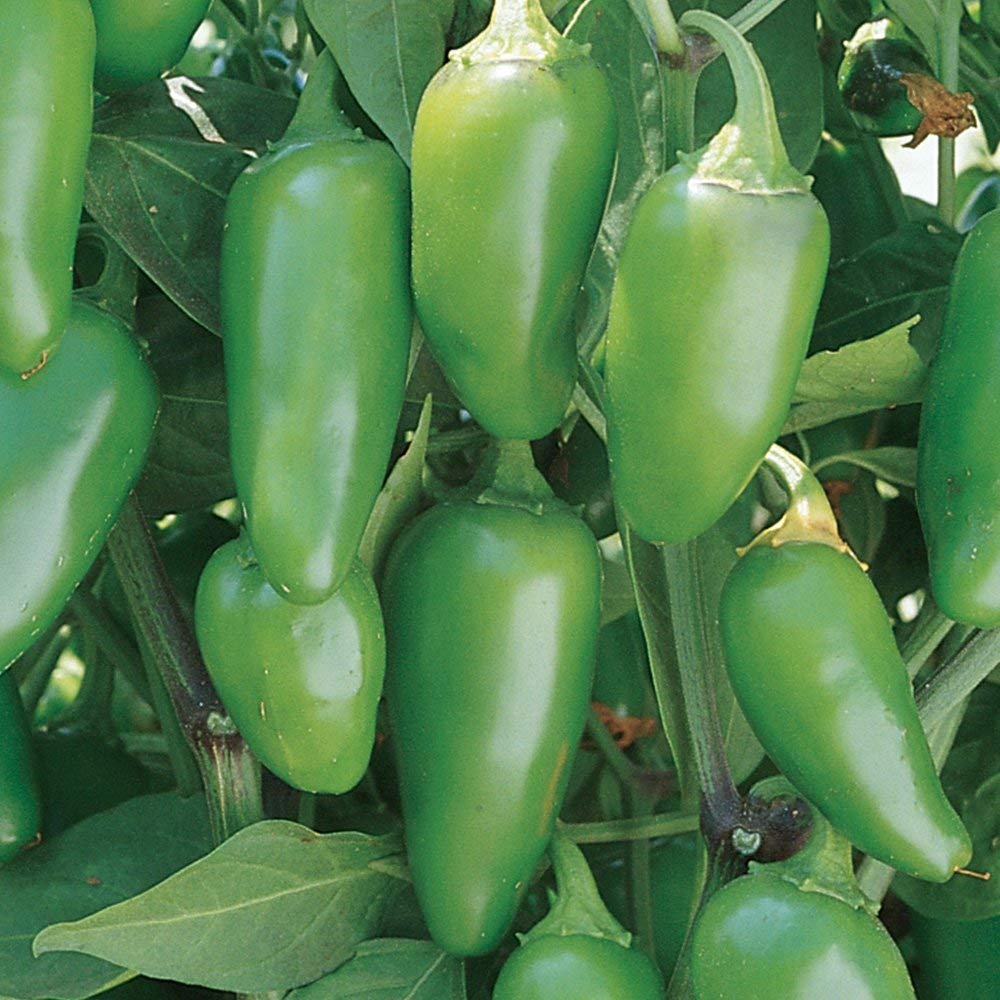 Burpee Jalapeno Early Hot Pepper, 125 seeds