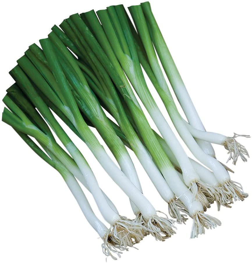 Burpee Parade Scallion Onion Seeds 1500 seeds