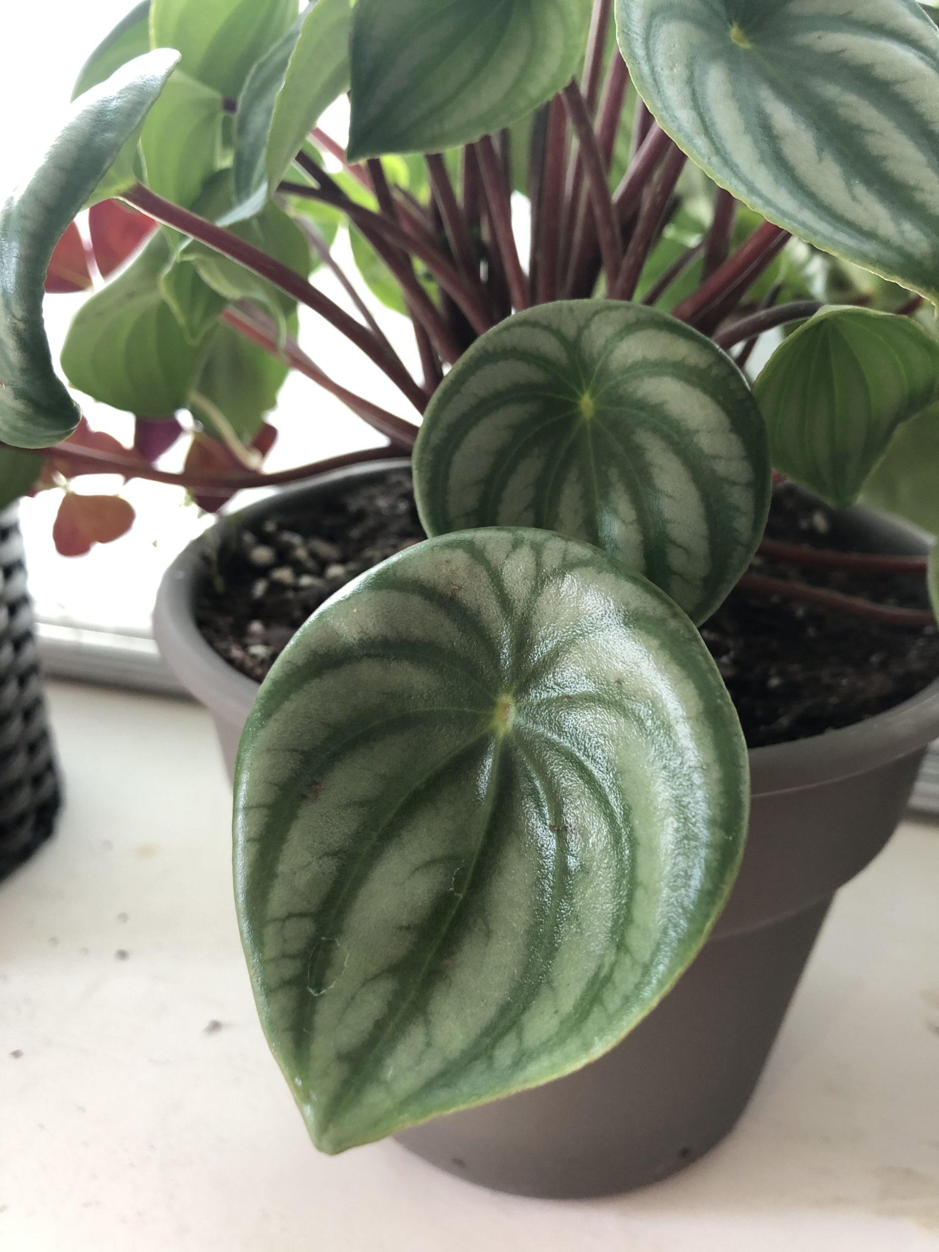 watermelon peperomia