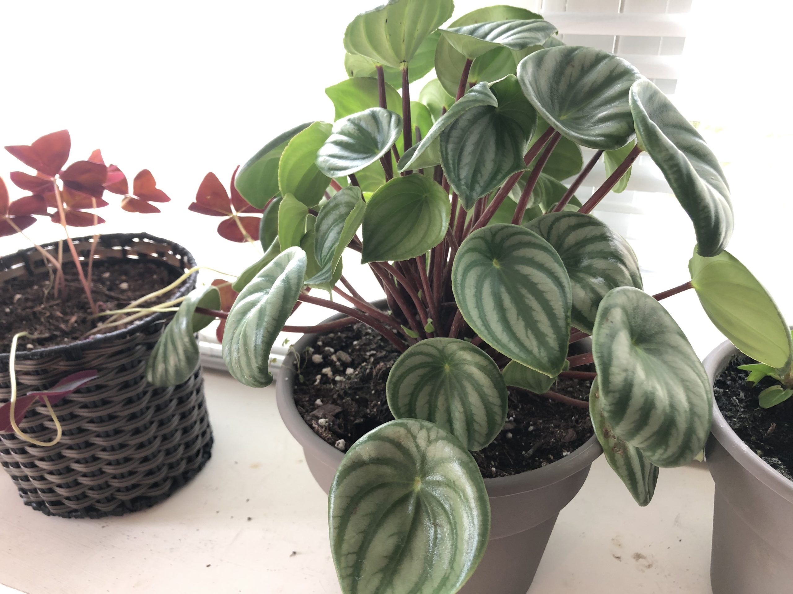 watermelon peperomia