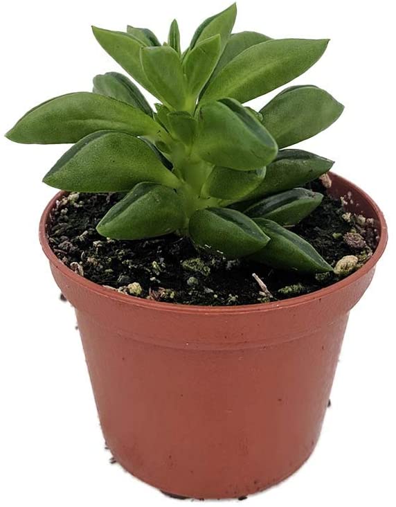 Taco Leaf Peperomia