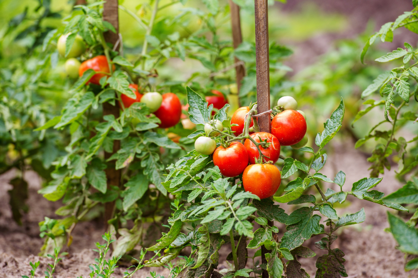 summer vegetables
