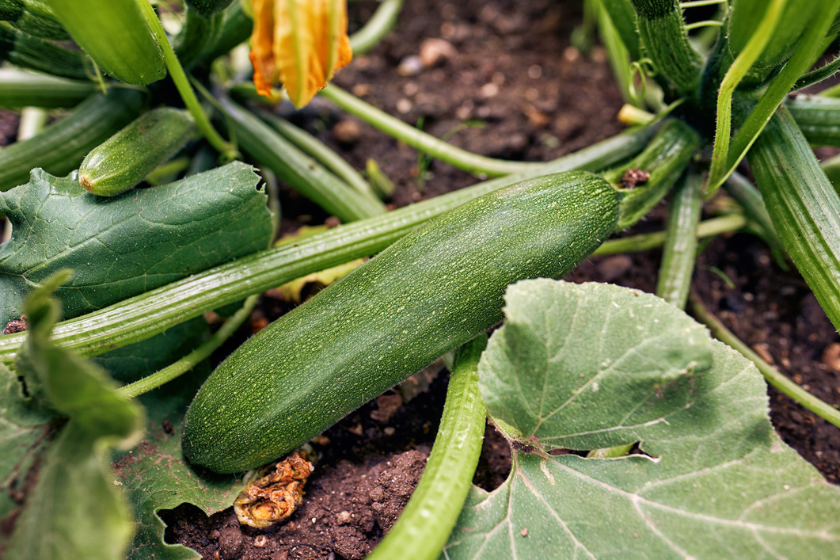 summer vegetables