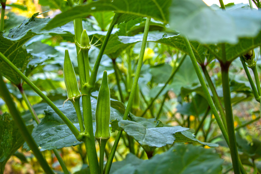 okra summer vegetables